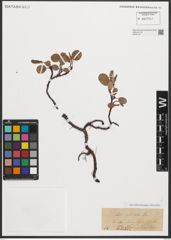 Foto von Salix reticulata L.
